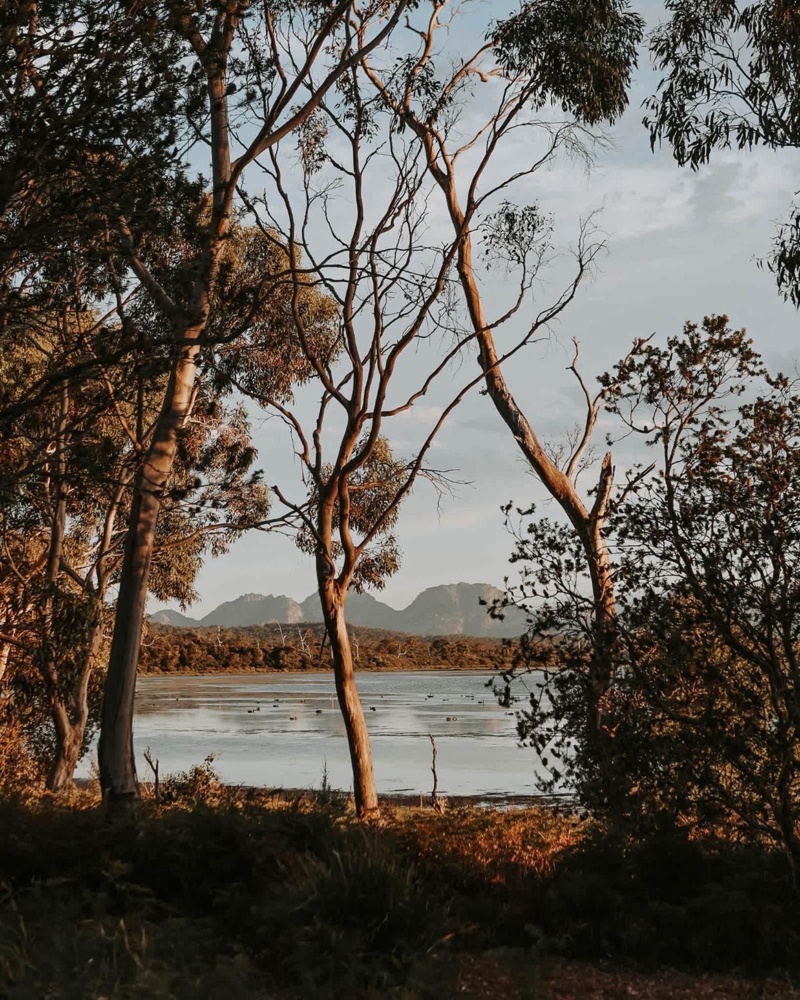 ホテル Numie - Freycinet Peninsula - Glamping - Heated - Waterfront コールズ・ベイ エクステリア 写真